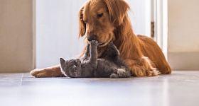 (Foto: Divulgação/ROYAL CANIN®)