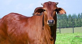 LOTE 05 - BRASA SINDI DA FTI - RFTI 718 - Divulgação Agro FTI