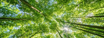 Valmet conquista Medalha de Ouro da EcoVadis e pelo segundo ano consecutivo - Divulgação Valmet