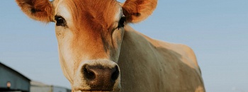 Movimento a carne do futuro é animal. Crédito: Freepik