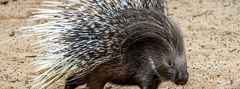  Zoo de São Paulo recebe porco-espinho africano inédito no Brasil - Divulgação Zoo São Paulo