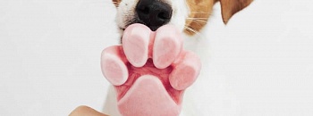  Hidratação, brincadeiras com água, atenção aos horários de passeio e prevenção contra carrapatos são alguns dos cuidados fundamentais com a saúde dos pets no verão - Crédito das fotos Freepik