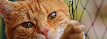 foto ilustrativa de banco de imagens