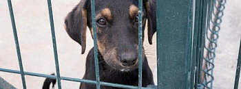     Especialistas explicam os direitos dos pets - Divulgação: Freepik