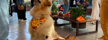 Gincana de tutores e pets no evento de lançamento da Wigow/Divulgação