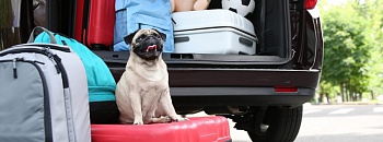 Viagem com pet - Divulgação