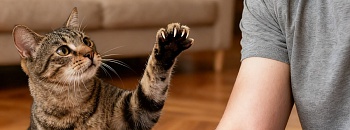 Crédito: Divulgação 