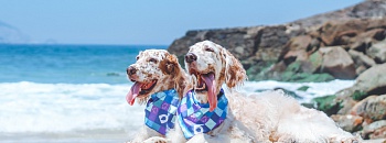 Calor e umidade favorecem a proliferação de parasitas como pulgas, carrapatos e mosquitos - Foto: Vitor Zanfagnini