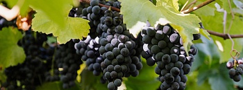 Na safra 2026, Vinícola Aurora colheu 93 milhões de quilos de uva - Créditos: Zéto Telöken