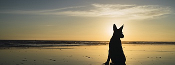 Crédito: Divulgação