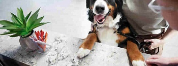 Crédito: Divulgação