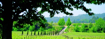 Região dos Vinhos Verdes, de Portugal, participa pela primeira vez - Divulgação