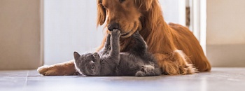 (Foto: Divulgação/ROYAL CANIN®)