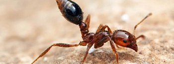 Solenopsis invicta - Credito Alex Wild