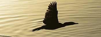 Crédito: Divulgação 