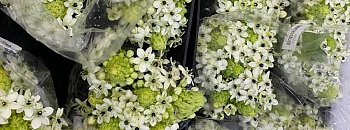 Ornithogalum é destaque nas decorações 2025 Divulgação