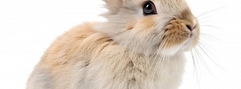  Crédito: Shutterstock