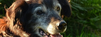 Crédito: Divulgação