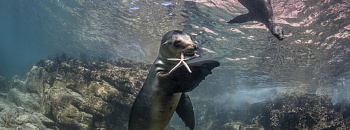Leões Marinhos, Los Islotes, La Paz - Fabi Fregonesi