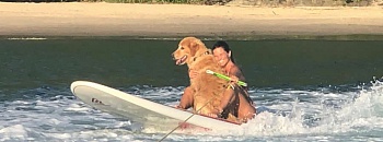  Golden Retriver Patola - Divulgação/Grupo Armatti & Fishing