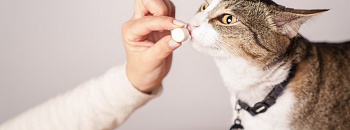  Na DrogaVET, o molnupiravir pode ser preparado em diferentes formas farmacêuticas, como biscoitos, pasta oral e suspensão oleosa em dosagens personalizadas e flavorizadas - Foto: Capuski