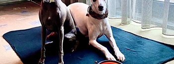 Lisboa Petfriendly - Melia Lisboa