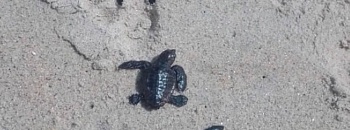 Divulgação | Instituto Argonauta