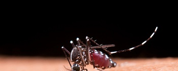     Divulgação/ Banco de imagem