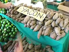 Yacon Yacon