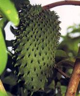 Fruta Graviola