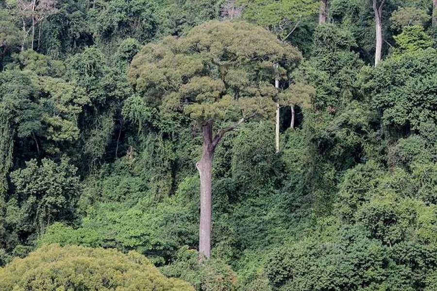 No Dia da &Aacute;rvore, saiba mais sobre algumas &aacute;rvores emblem&aacute;ticas do estado