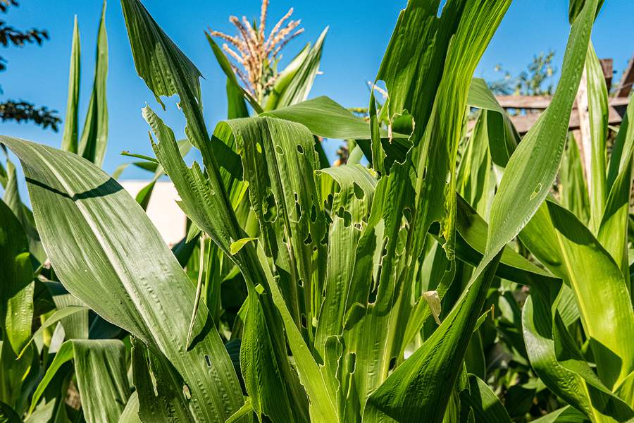 Estratégias para o controle de pragas agrícolas e a indução de resistência: uma conversa necessária para a agricultura