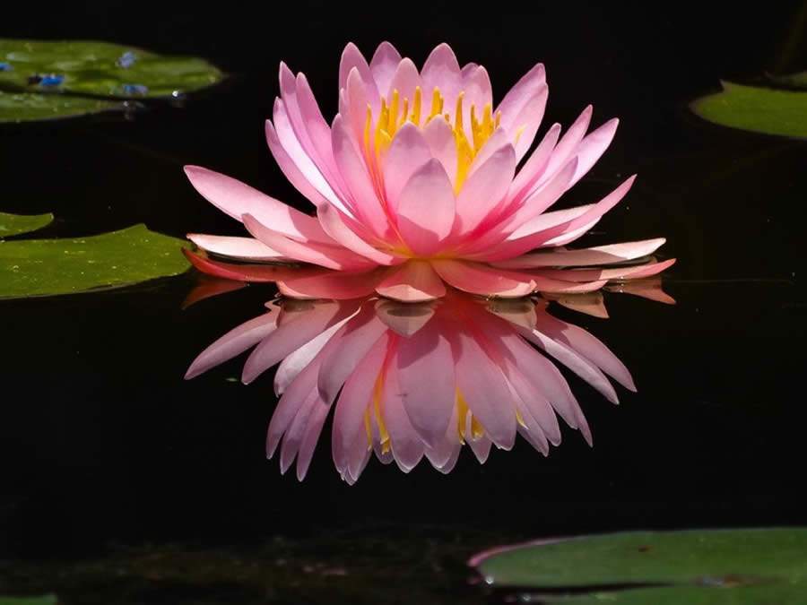 Fot&oacute;grafos do ABCclick conquistam o 2&ordf; lugar no Concurso Photo Nature Brasil