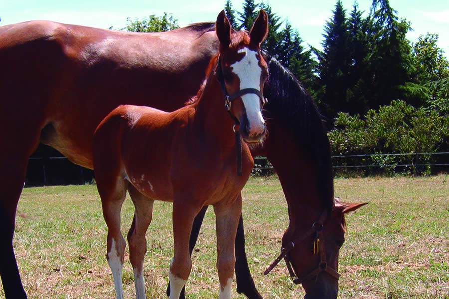 Índice de mortalidade do tétano em equinos chega a 80%; doença exige prevenção, alerta especialista da Ceva Saúde Animal