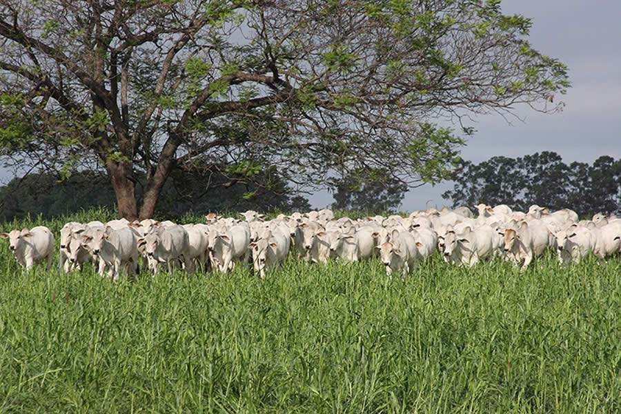 Em novo formato, 70ª Leilão Nelore CV ofertará 1000 animais avaliados, entre matrizes e touros melhoradores
