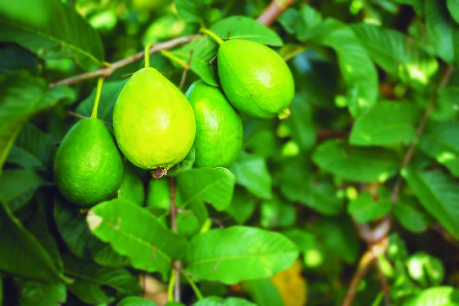 Conheça os diversos benefícios que a goiaba traz para quem a inclui na dieta