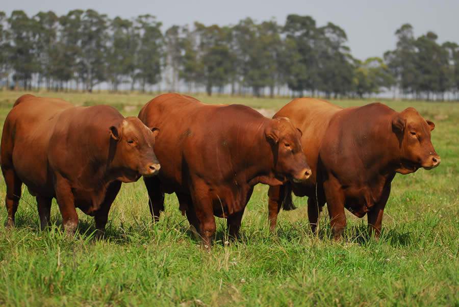 Gado Montana apresenta alta resistência a carrapatos, um dos maiores problemas da pecuária brasileira