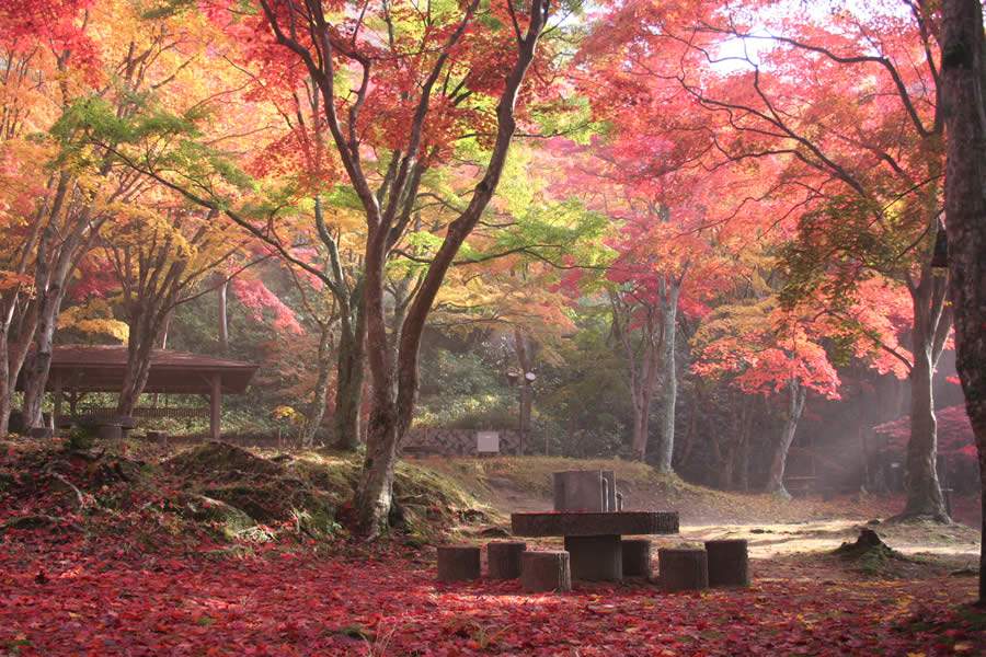 As folhas vermelhas e douradas de Quioto encantam no outono japonês - Image provided by Town of Kasagi