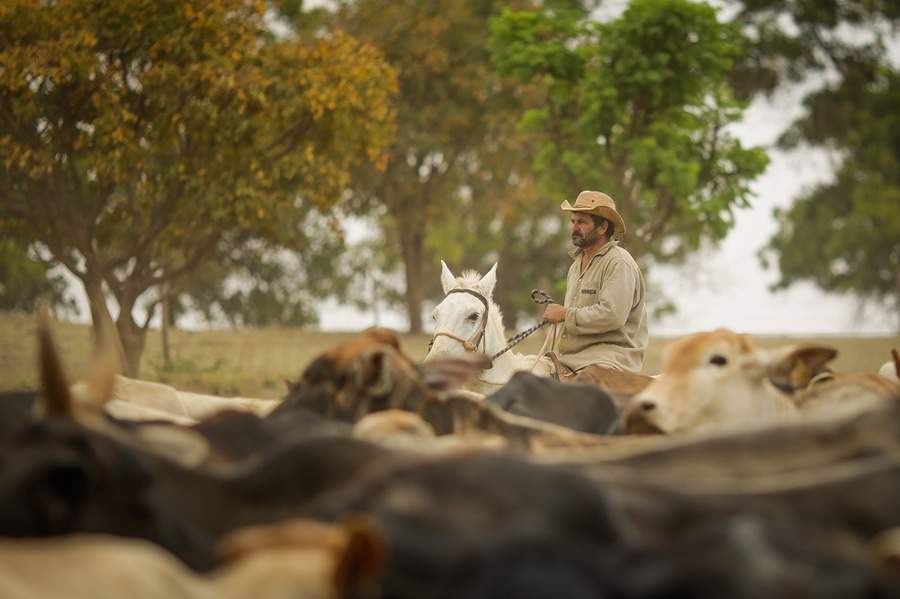 Manejo de plantas daninhas é essencial para maior produtividade da pecuária com pasto forte e robusto