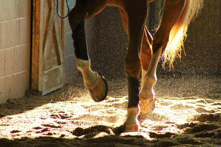 Saúde dos cascos é essencial para o sucesso de cavalos atletas