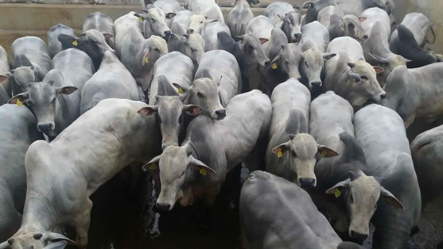 Nanuque (MG) recebe pelo terceiro ano Circuito Nelore de Qualidade