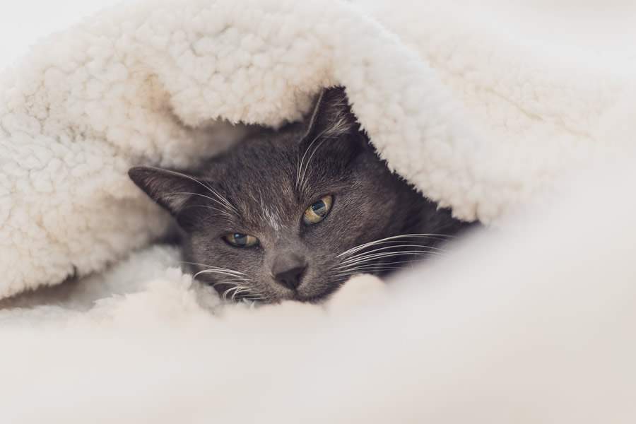Gatos precisam de cuidados no inverno para evitar doen&ccedil;as e acidentes