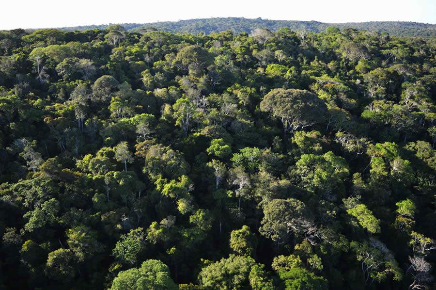 Foto: Acervo Bracell