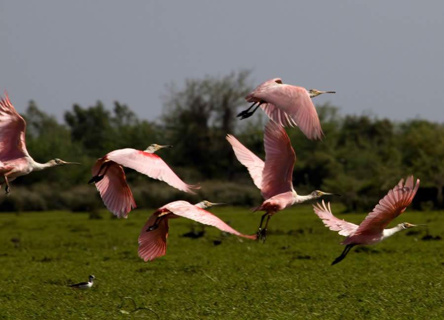 Esteros de Farrapos - espatulas