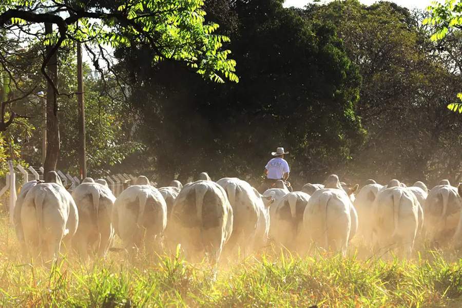 CFM encerra os leilões de 2022 com venda de 1.059 touros Nelore