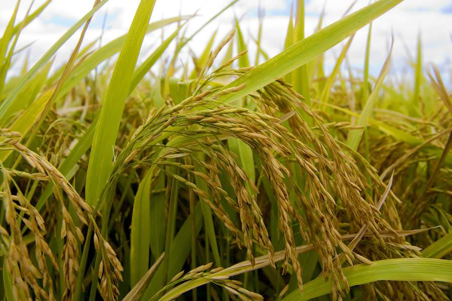 FMC promove encontro online com lideranças da cadeia do arroz