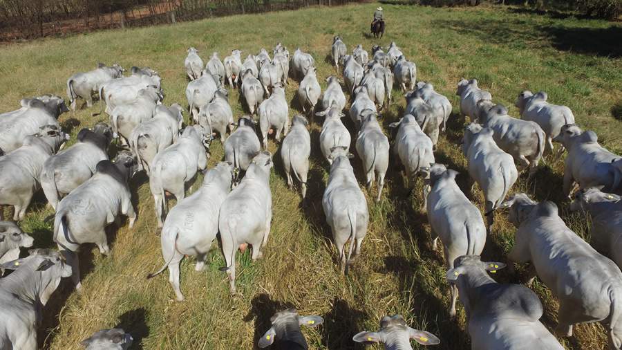 Megaleil&atilde;o CFM oferta os 500 melhores touros Nelore CEIP nascidos em 2019