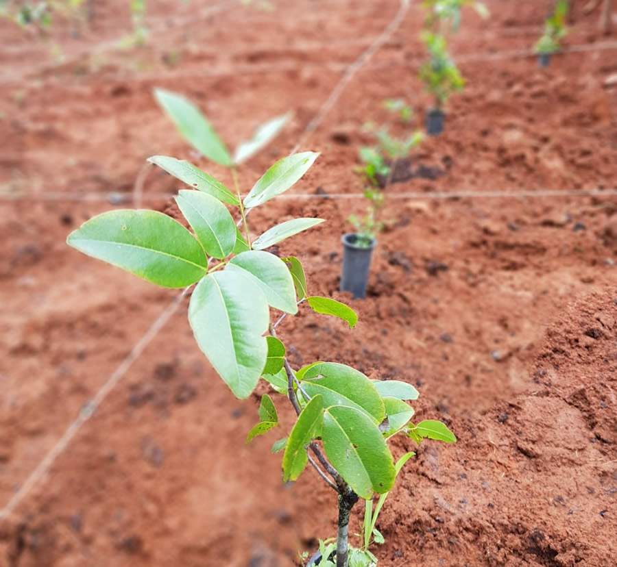 MetLife expande parceria com Ita&uacute; e clientes de seguro de vida individual poder&atilde;o participar de &ldquo;constru&ccedil;&atilde;o&rdquo; de reserva florestal