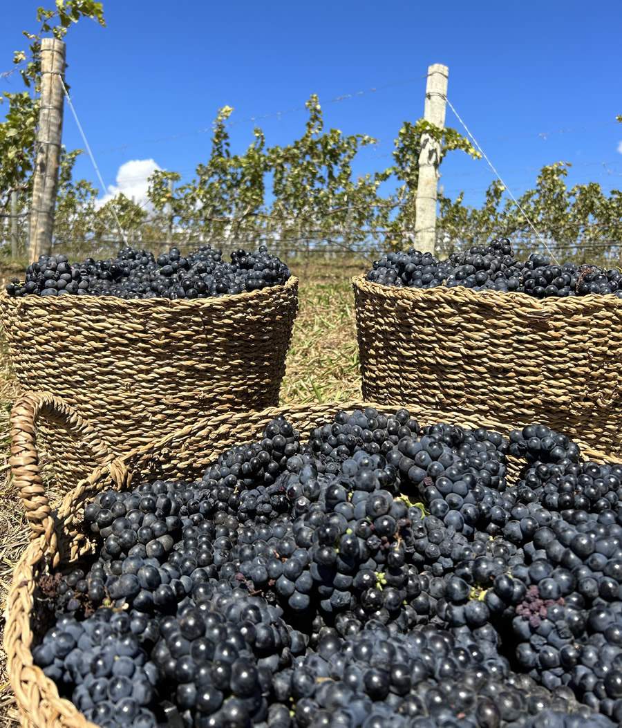 Parreiral da Bodega CostaCave é composto de mudas europeias - Divulgação