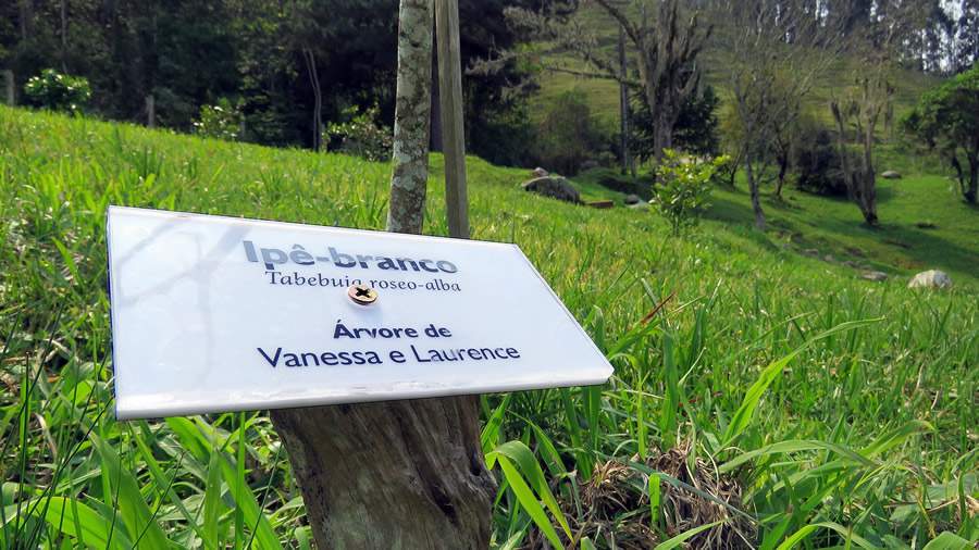 Uma arvore_Laurence_ipe